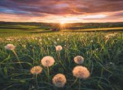 Obrázek Pampelišky v západu slunce 500 dílků