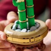 Obrázek Bambus štěstí