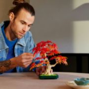 Obrázek Bonsaj – Japonský červený javor