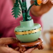 Obrázek Chryzantéma