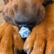 Obrázek Sada psích kostek